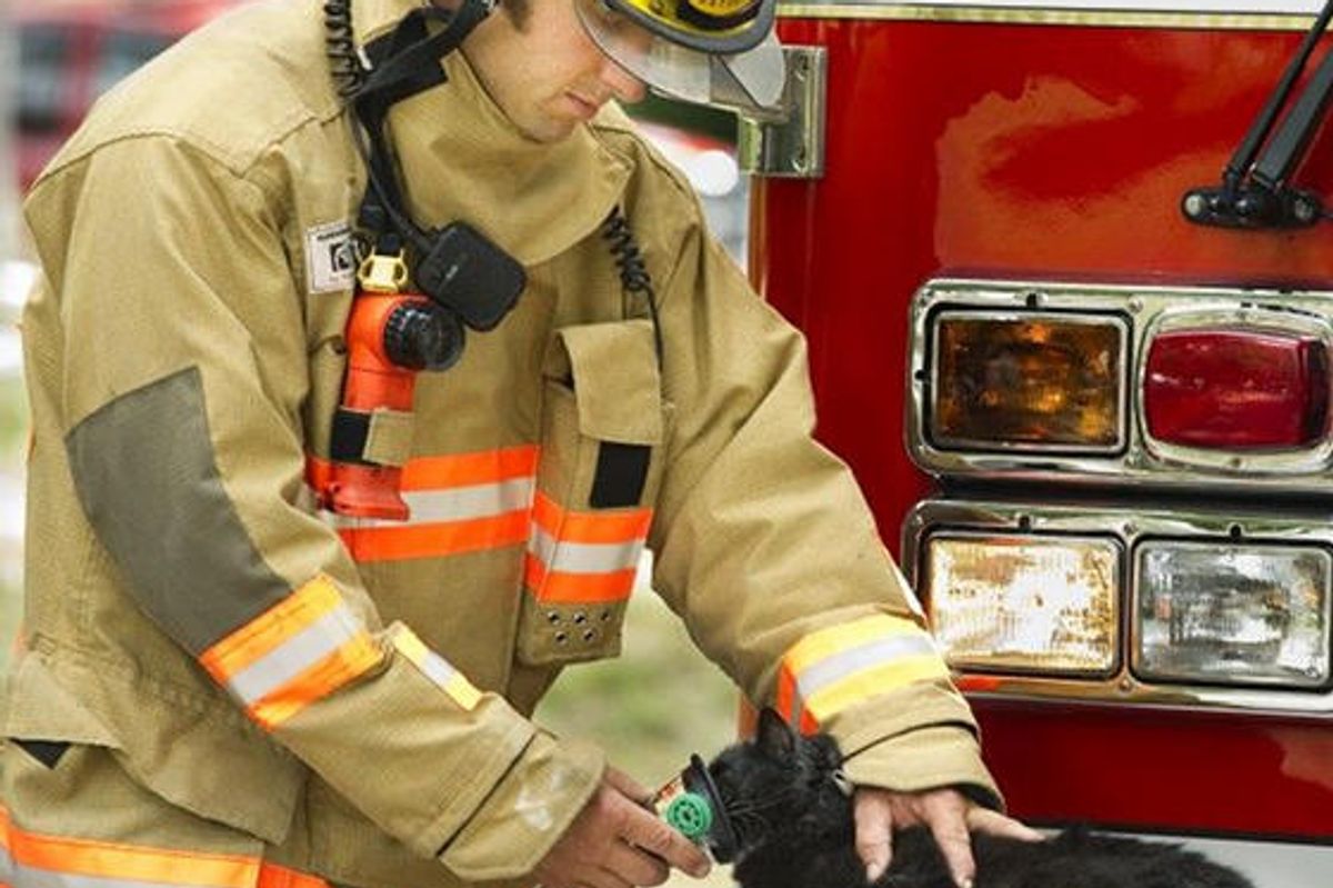 Three Cats Saved By Firefighters From House Fire