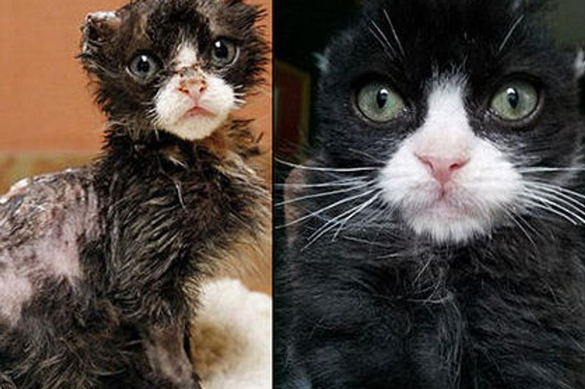 Burned Kitten Justin Fights His Way Back To Health