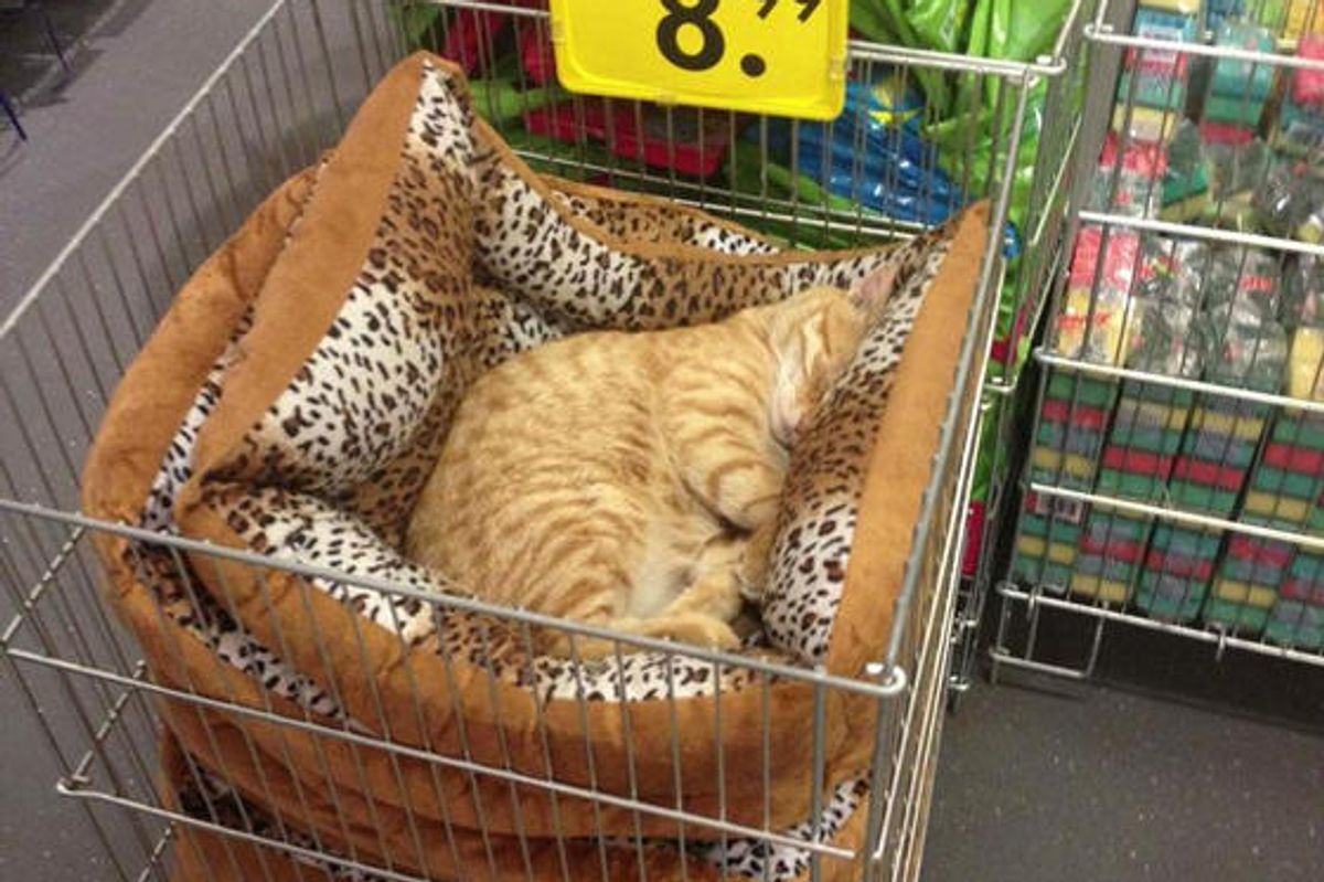 Cat Naps In Local Store