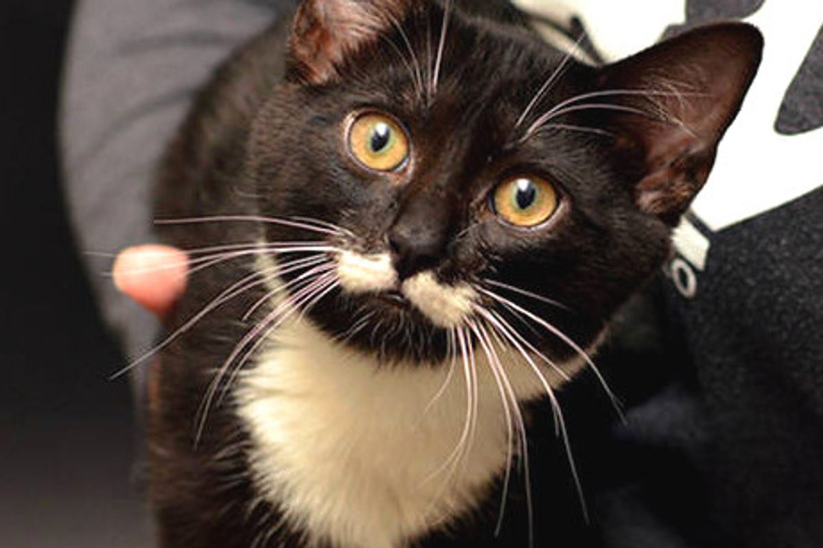 Shelter Cat With Cute Mustache And Extra Toes