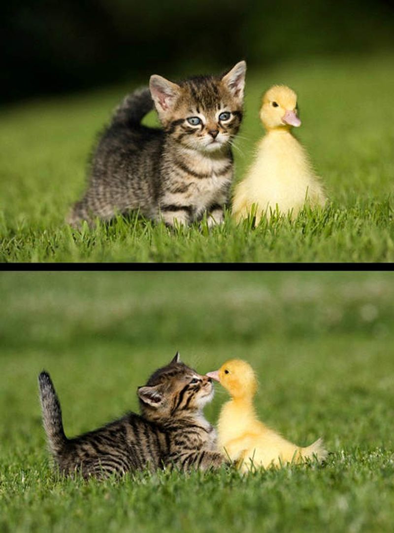 Kitten Befriends Duckling - Love Meow, image size:800x1081