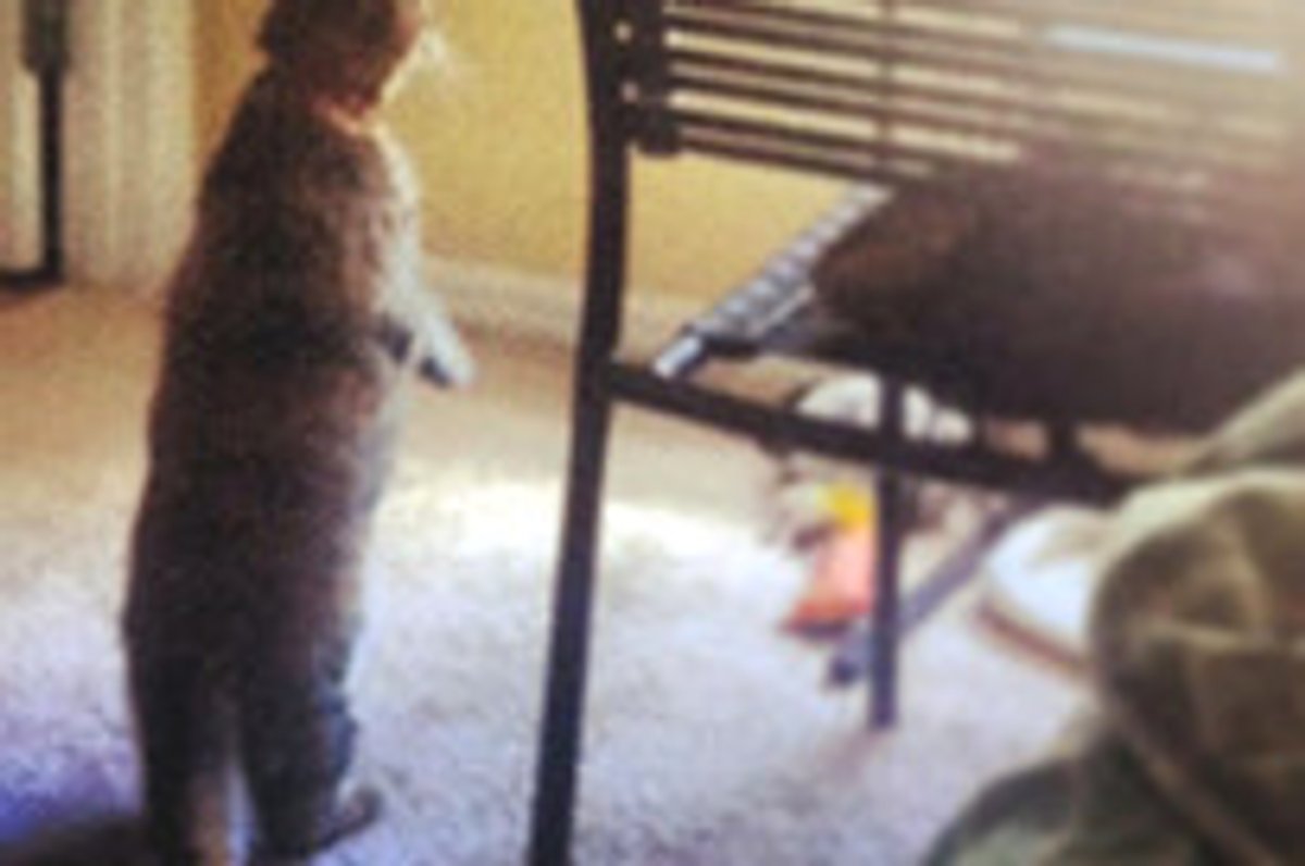 Cat Given Up From Eviction Finds New Home