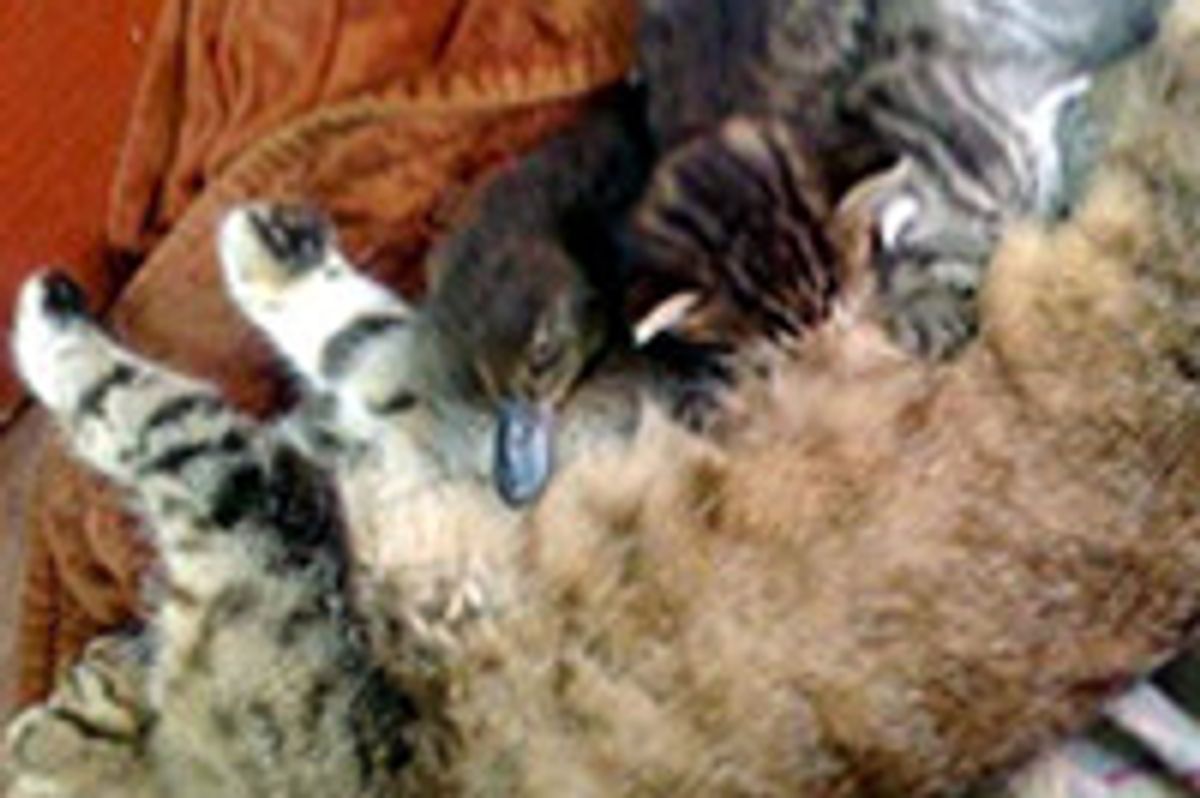 Cat Adopts Duckling After It's Abandoned By Mother