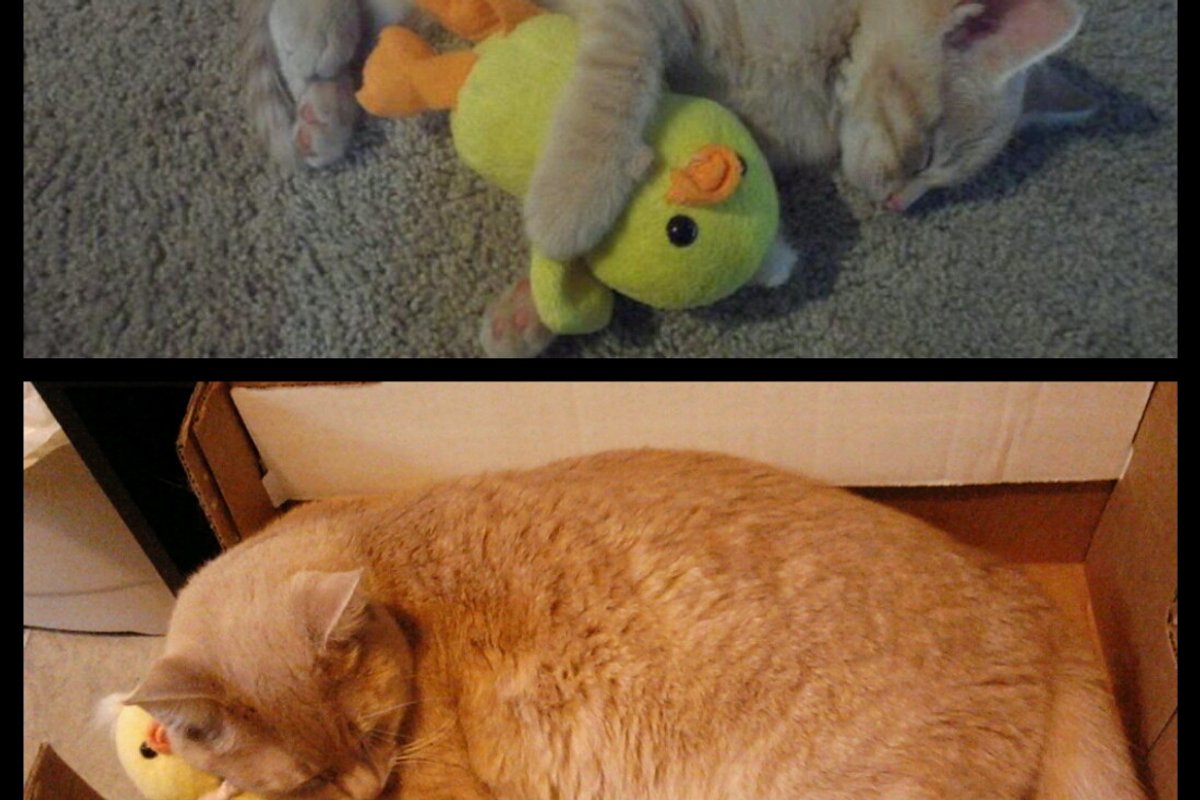 18 Months Later He Still Sleeps With His Toy