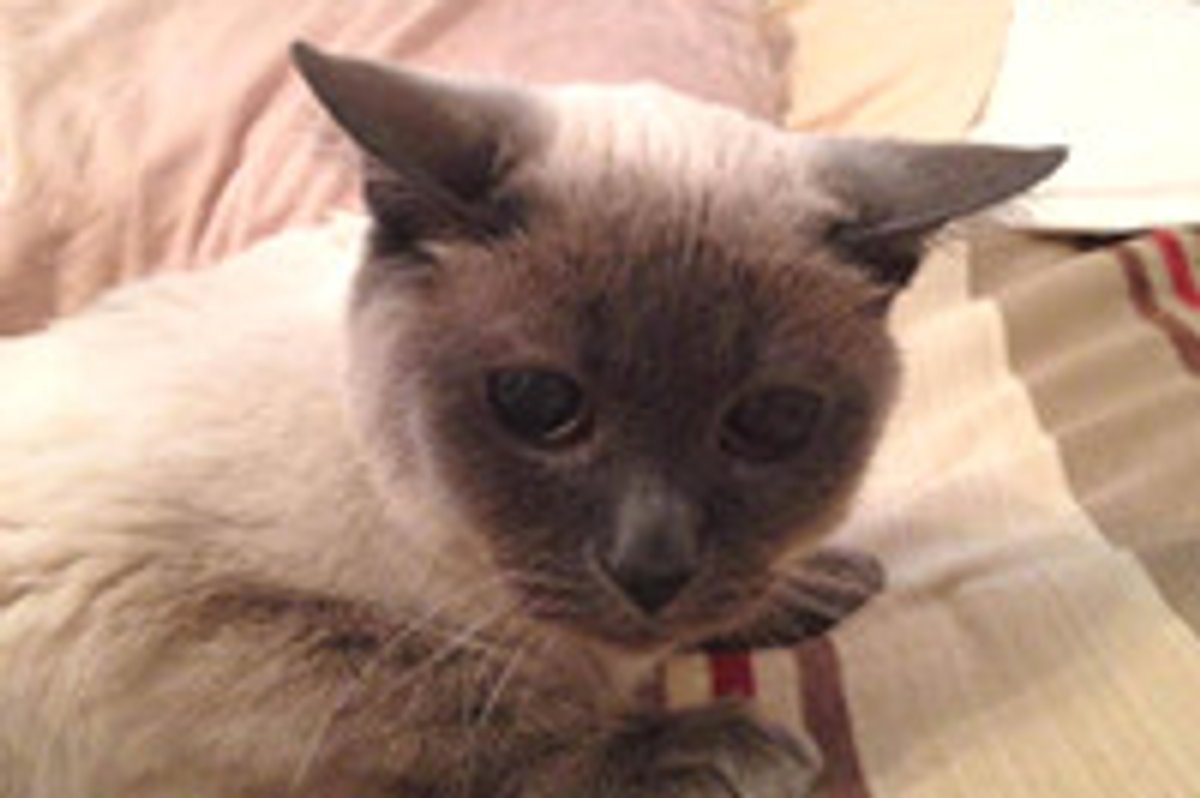 Happy 18 Year Old Cat