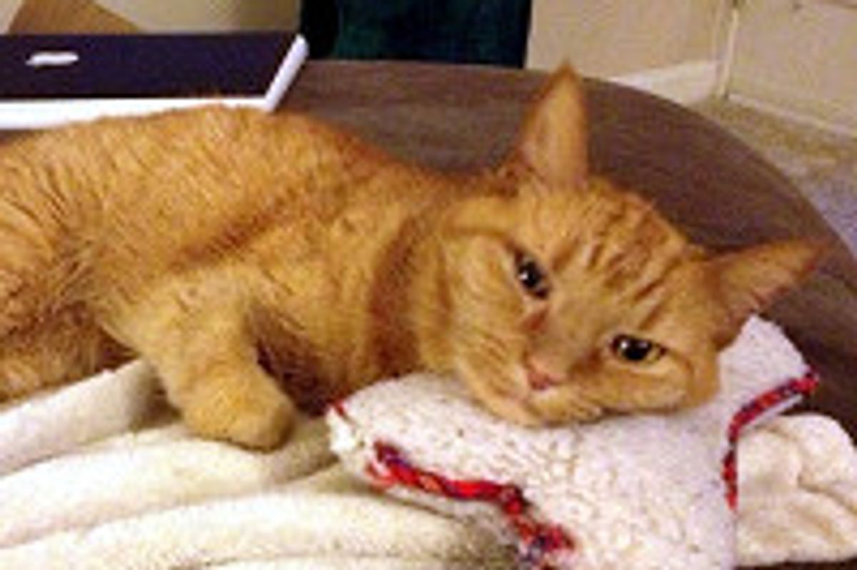 11 Year Old Cat Still Carries Her Bone Around House