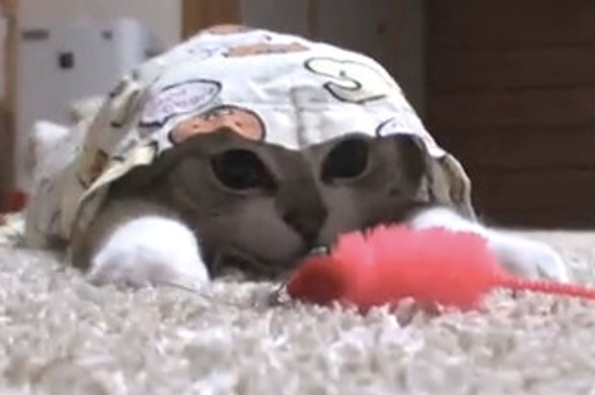 Kitty Hides in Pajama Bottoms