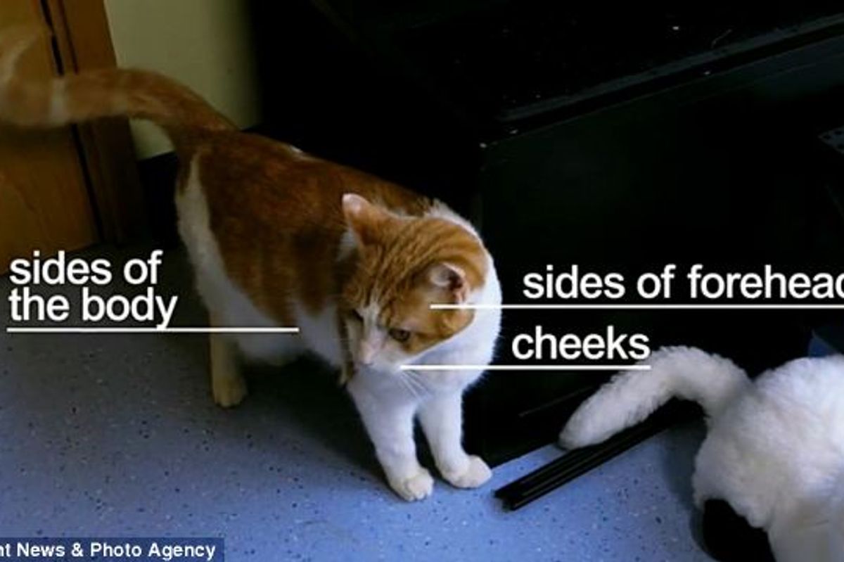 How Much Do You Know Your Cat? New Cat Body Language Video - Dispels Popular Myths