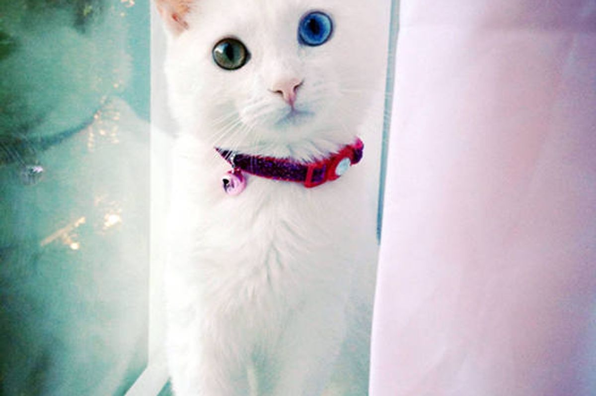 Sparrow, The Cat With Odd Eyes