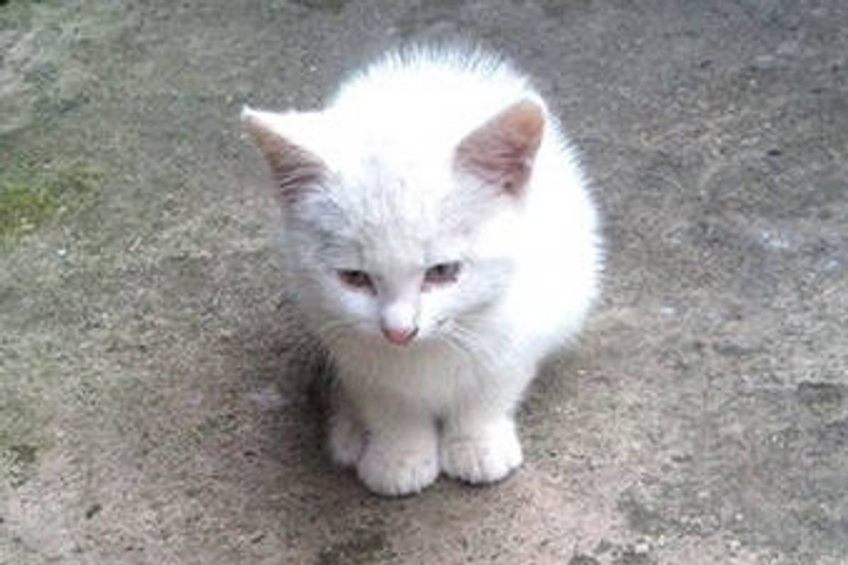 Tiny Homeless Kitten