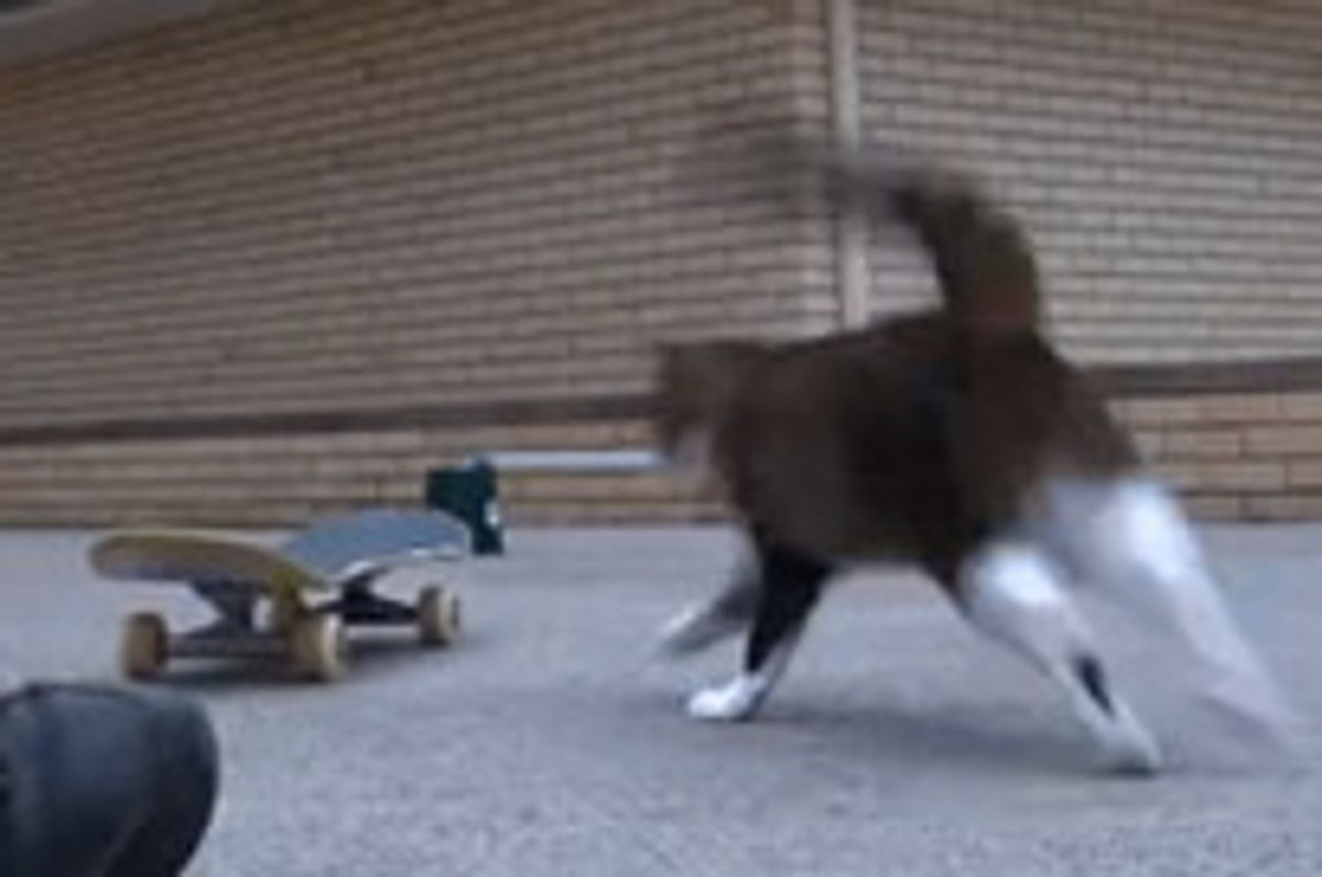 Cat Saves Skateboard Jump With A Twist