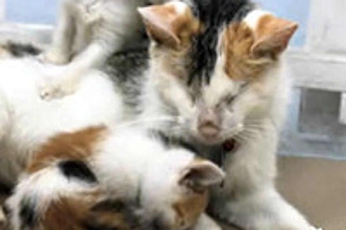 Blind Cat Mother Raises Her Kittens