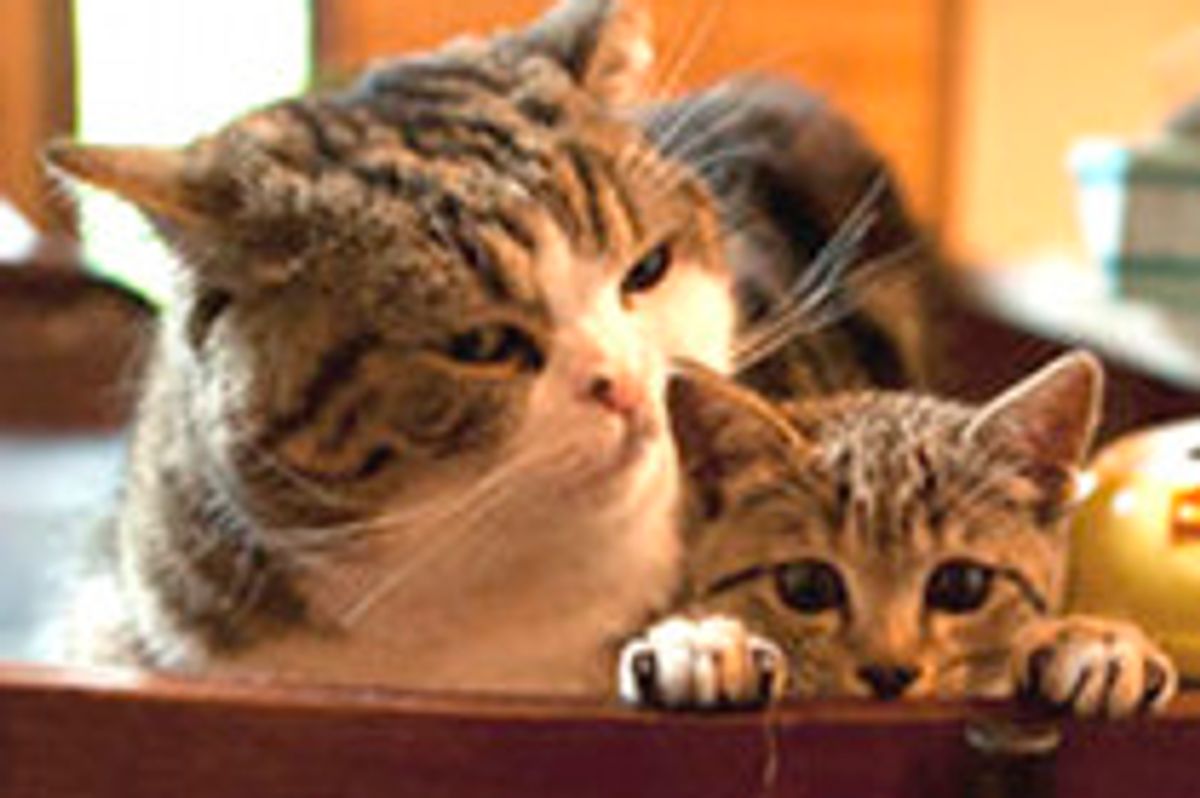 Maru And His New Kitty Friend