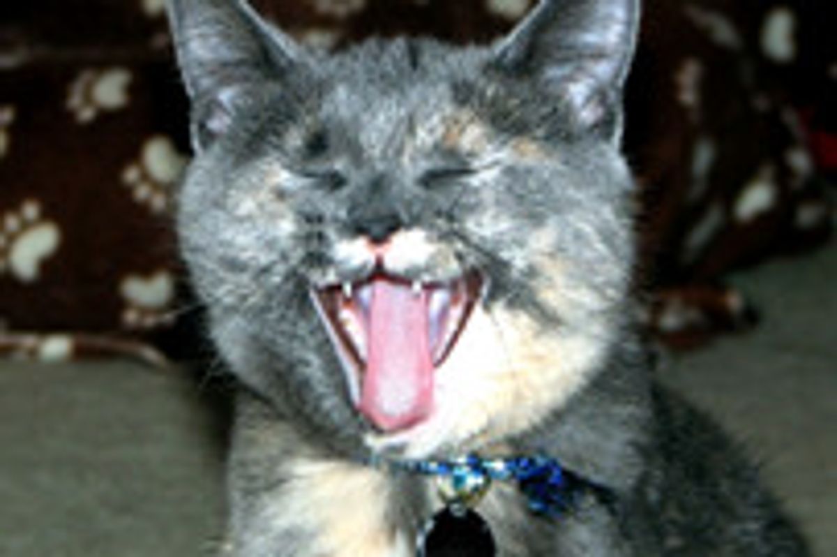 Cat Accidentally Raised Nearly $1000 For Charity