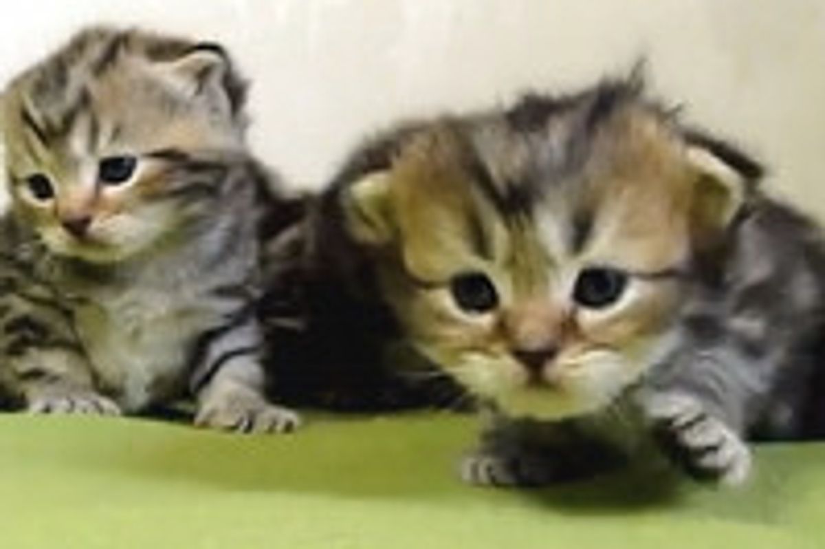 3 Week Old Kittens Learn To Walk