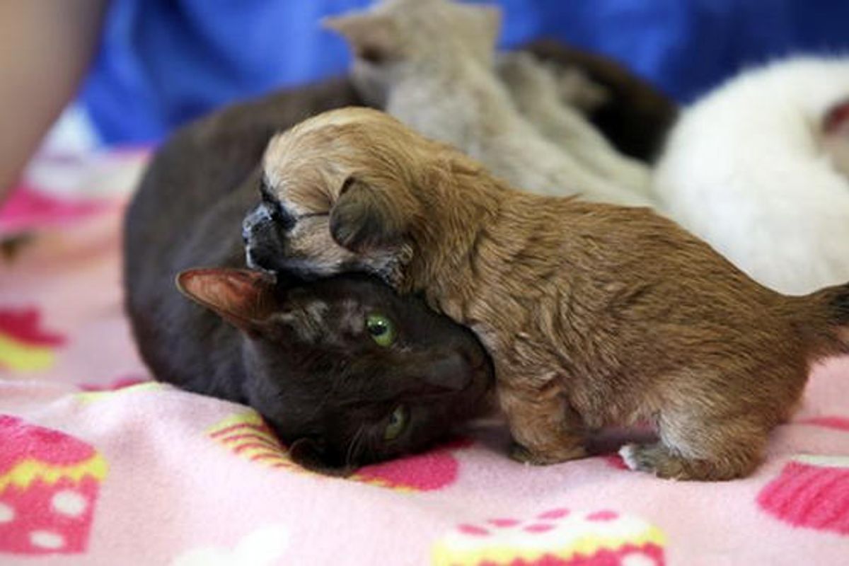 Siamese Cat Mama Adopts Newborn Shih Tzu Puppy