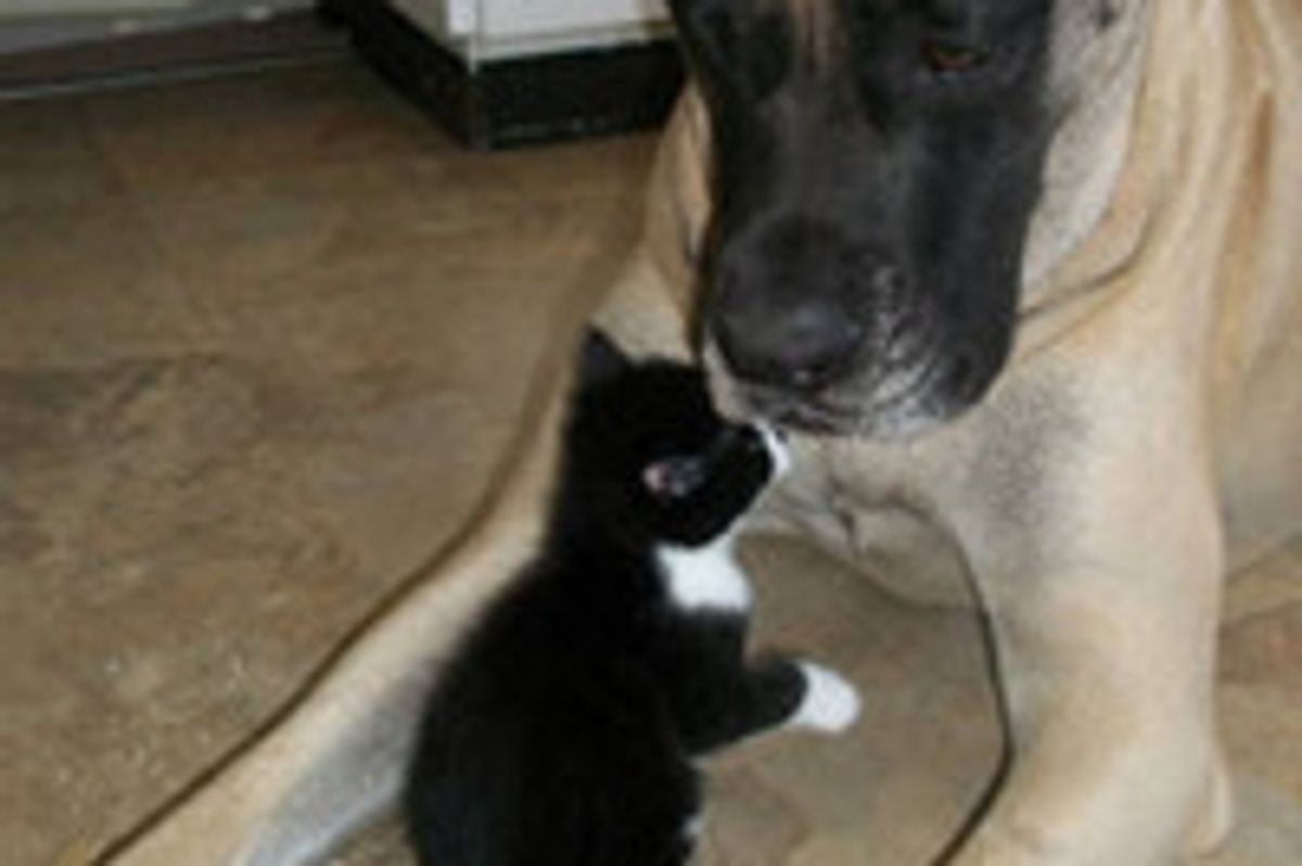Dog Helps Raise Foster Kittens