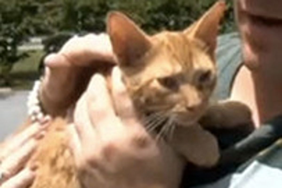 Ginger Kitten Trapped Inside Bucket Of Paint In Dumpster Is Rescued!