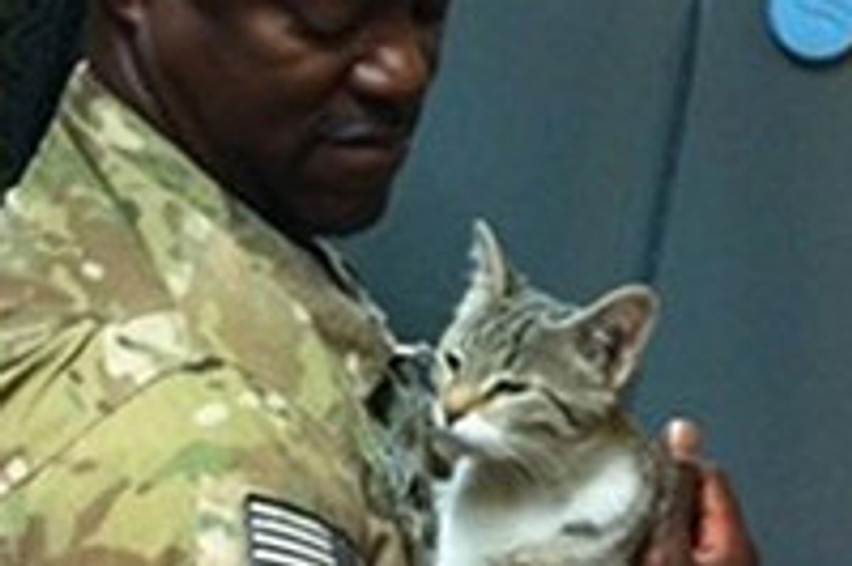 Afghan Kitten Is Reunited With Soldier In Texas