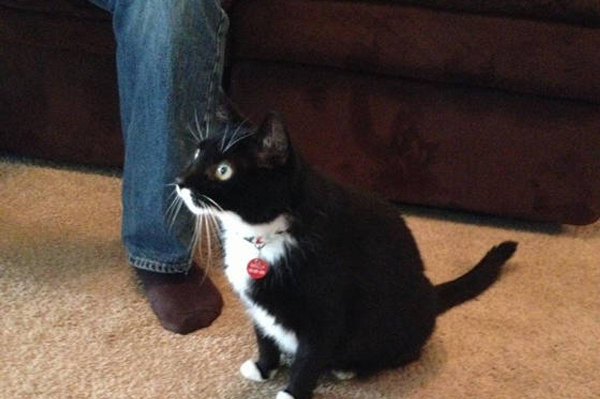 Cat Watches Documentary About Bears
