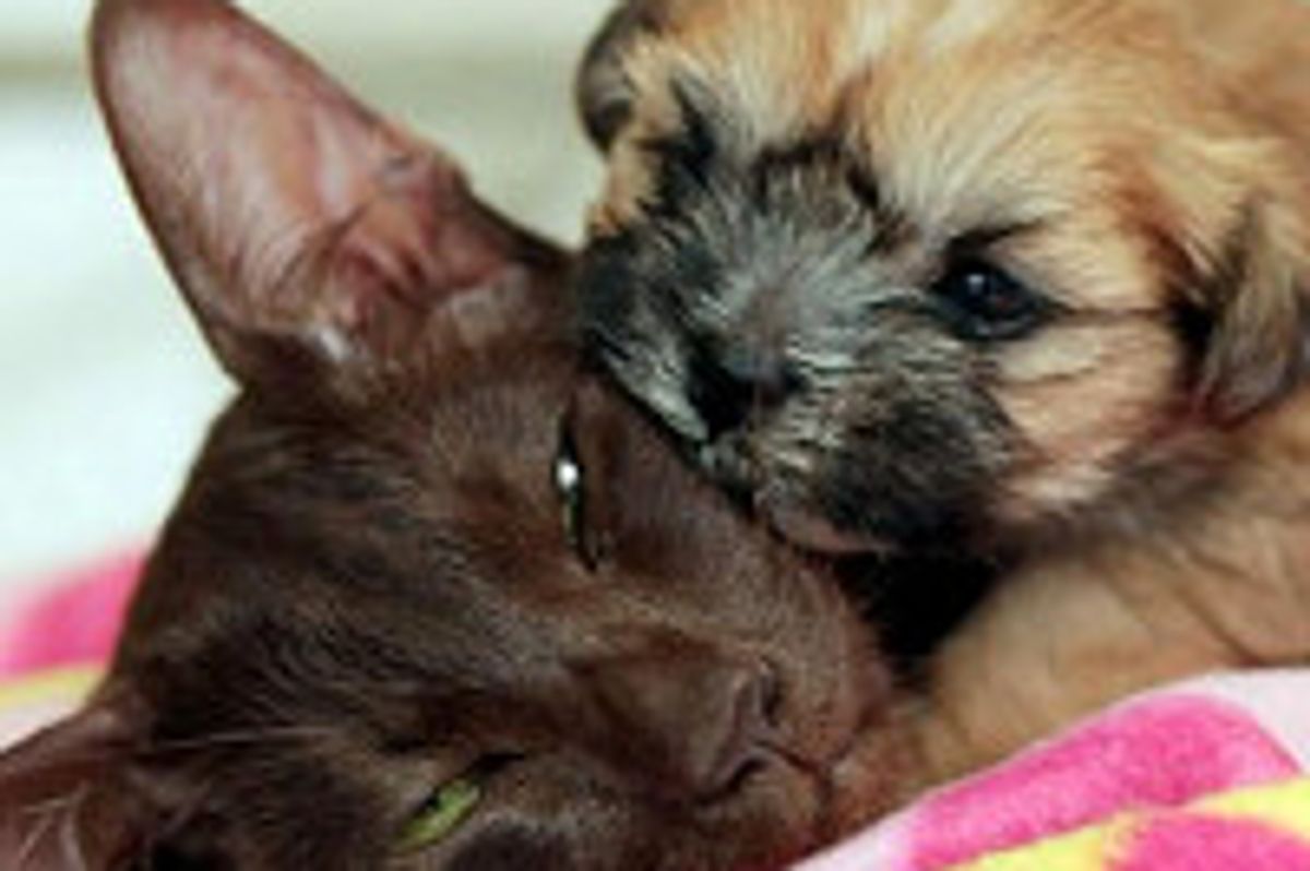 Siamese Cat Adopts Rejected Puppy