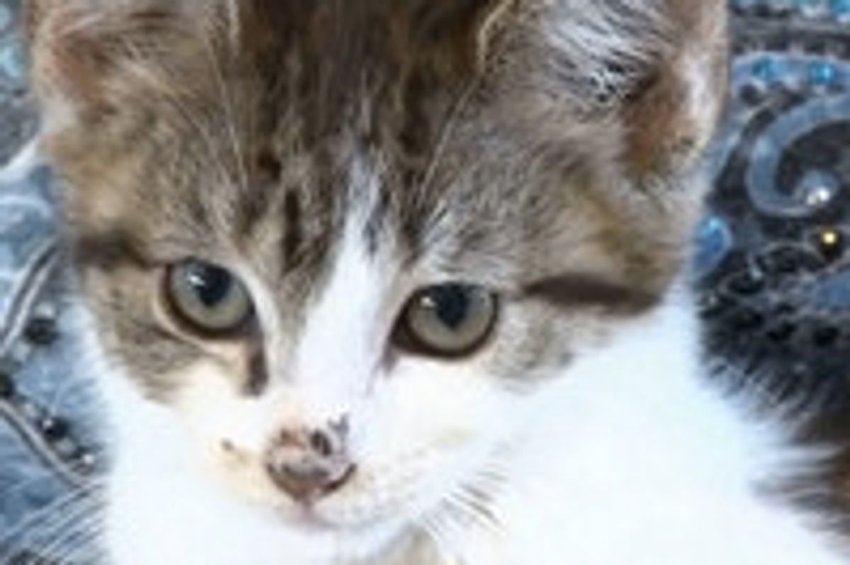 Abandoned Kitten Finds Unlikely New Mom