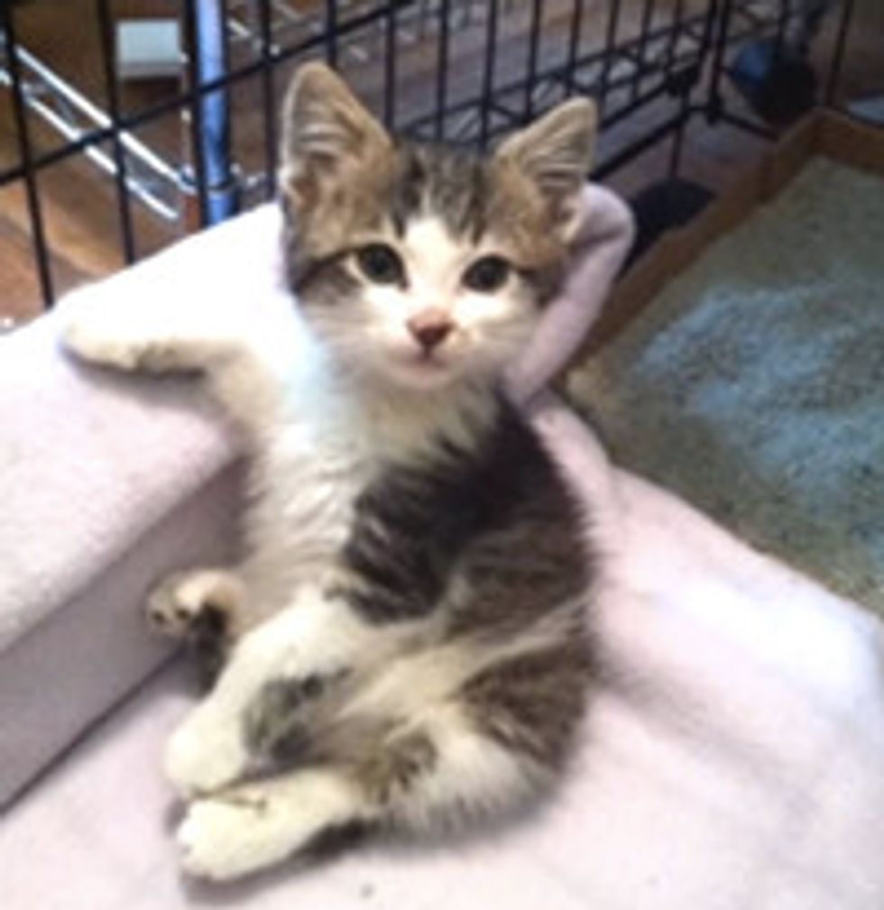 Thrown Away Cat Makes Amazing Recovery
