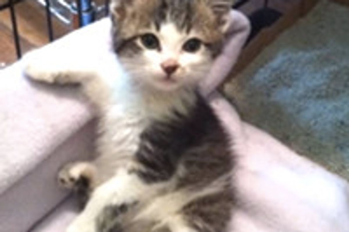 Thrown Away Cat Makes Amazing Recovery