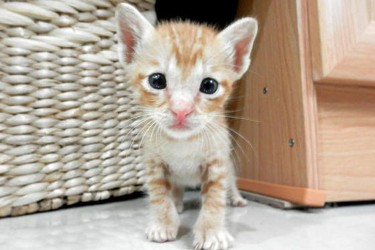 Kitten Found In School Playground Got A Second Chance At Life: Then & Now