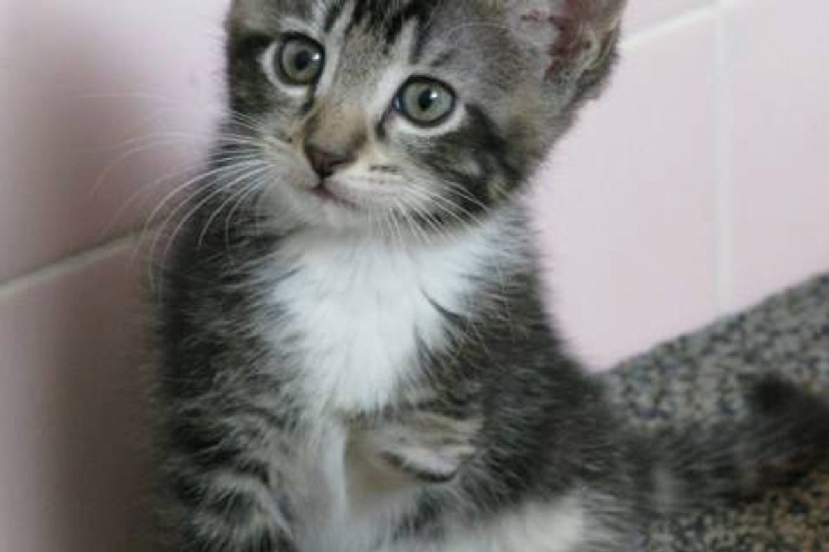 Tripod Kitten Born With Three Legs