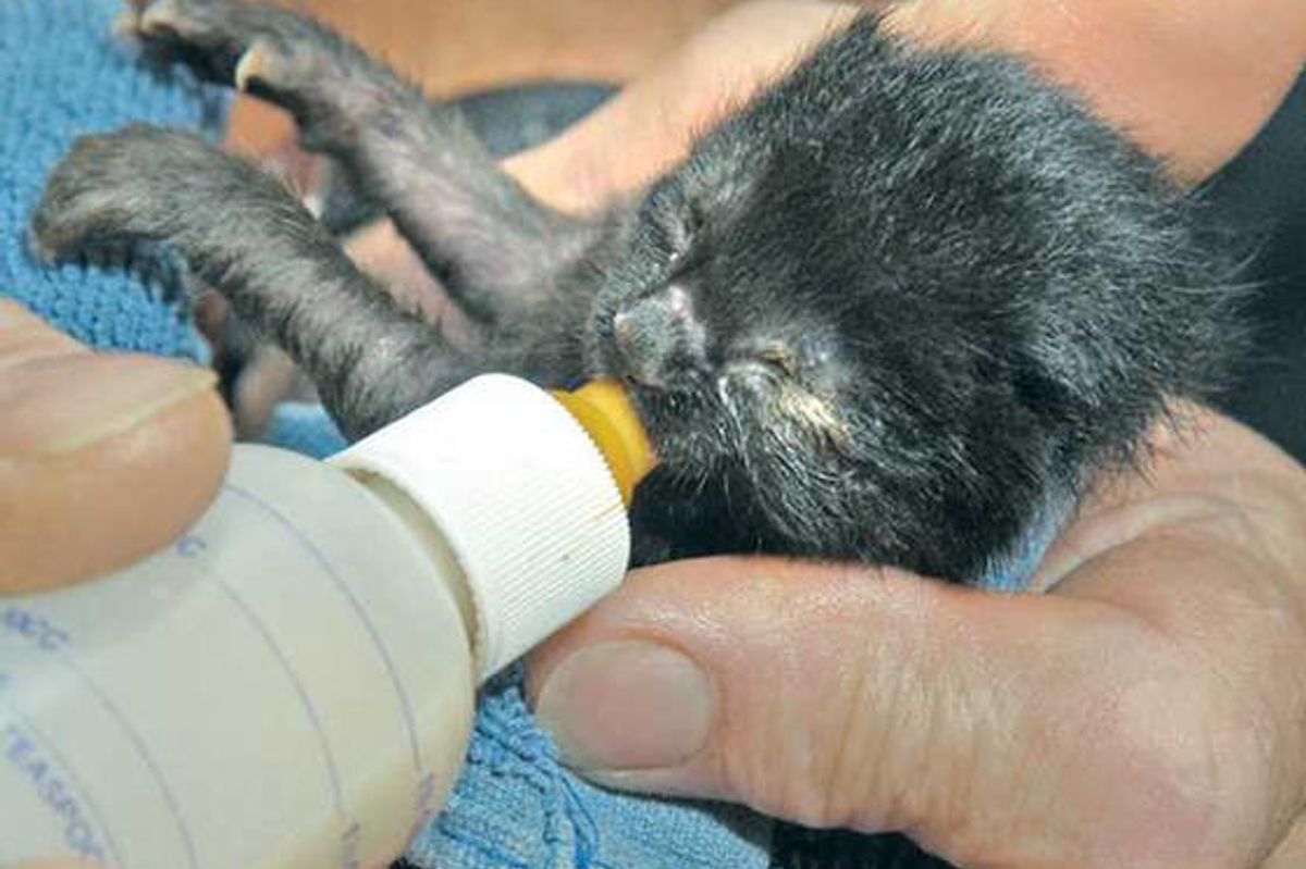 Santa Clarita Man Saves & Cares For 6 Newborn Kittens