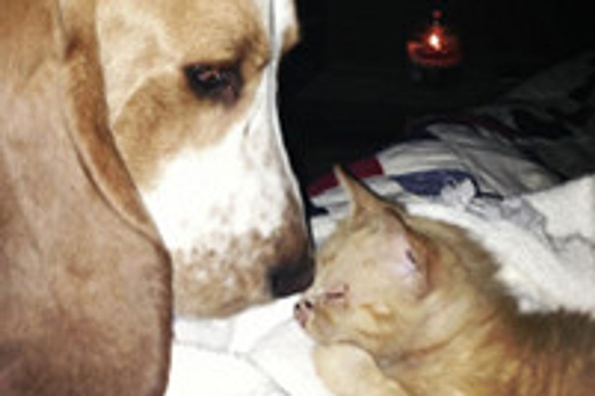 Basset Hound Dog Rescues & Adopts Orphan Kitten