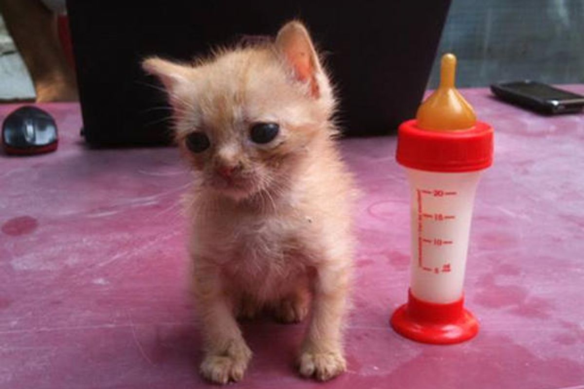 Tiny Afghan Rescue Kitten Golum