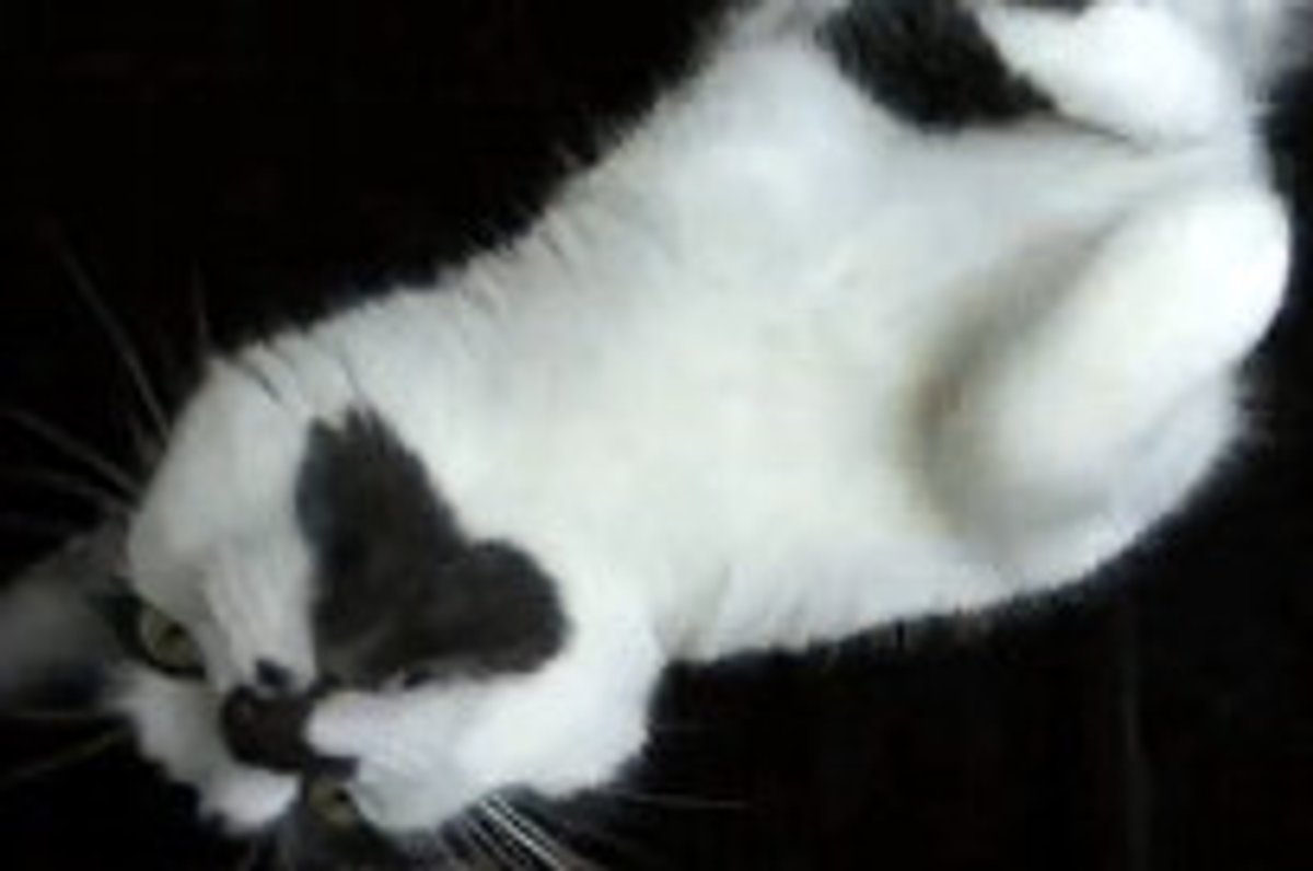 Purr Elise