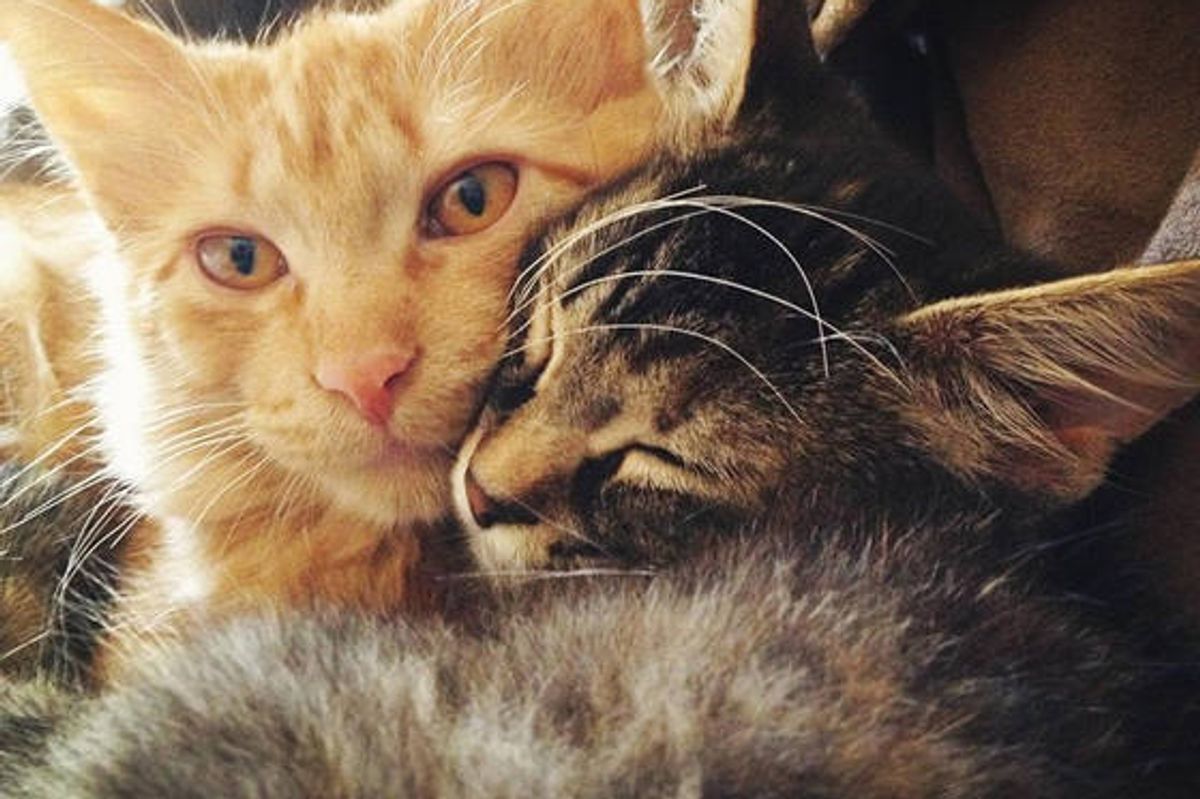 Cat Cagemates: Adopted Together