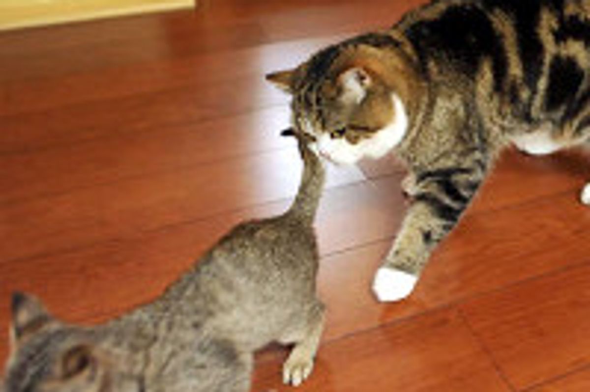 Maru Stalks His New Sister Cat