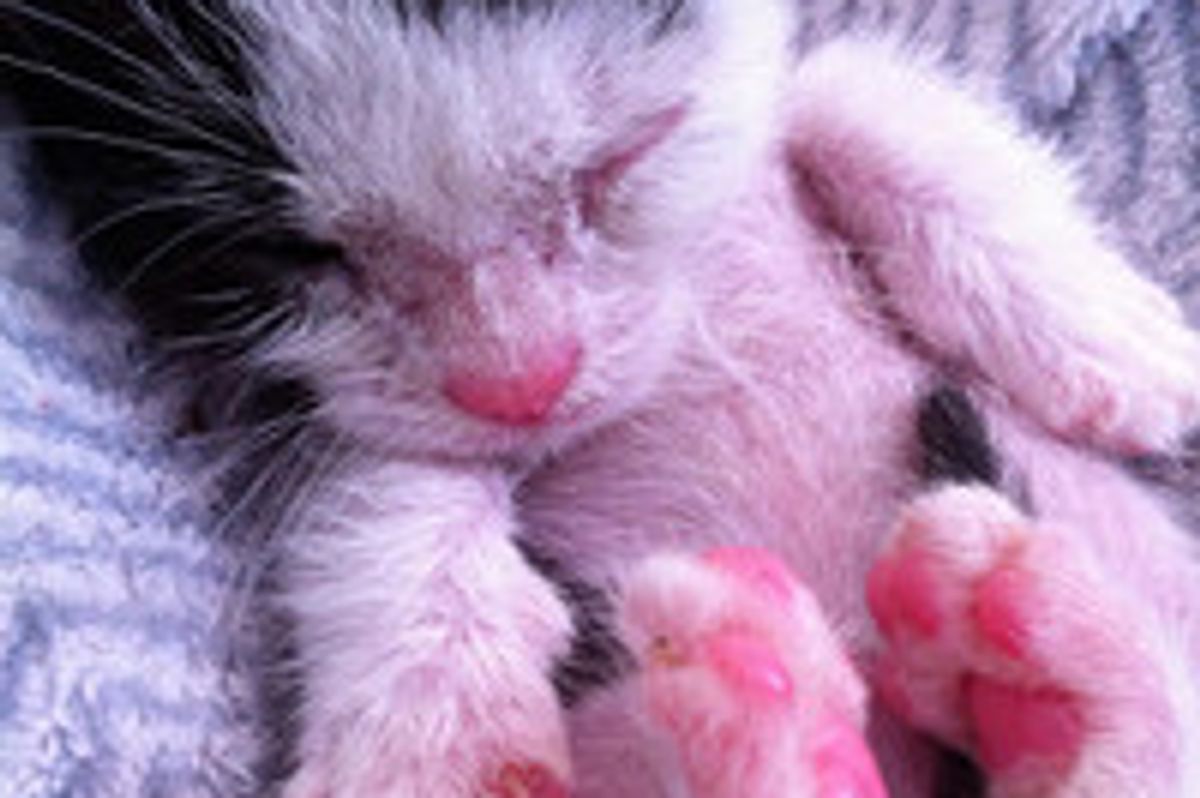 Lucky The Blind Kitty Has Come A Long Way