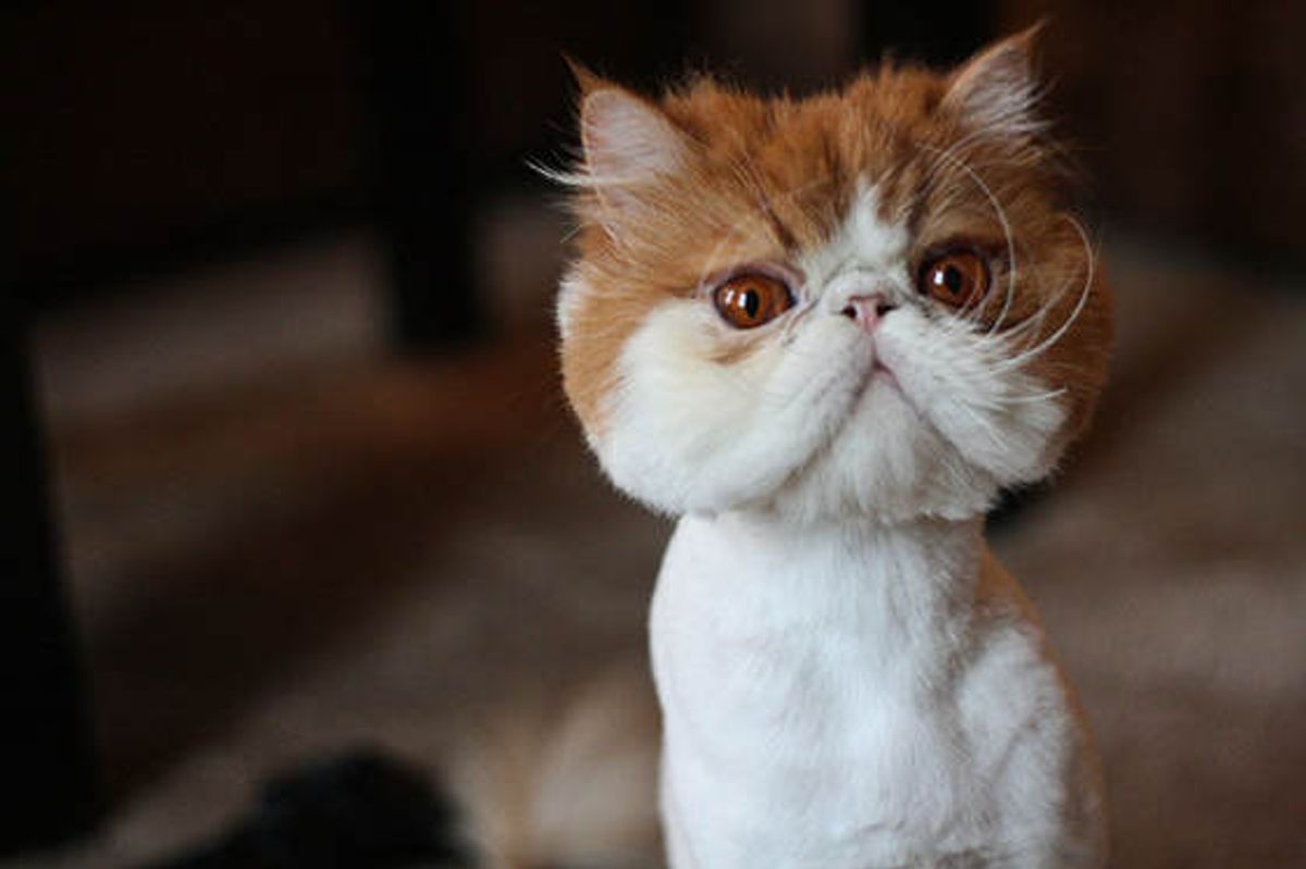 Trogsly The Cat And His Journey