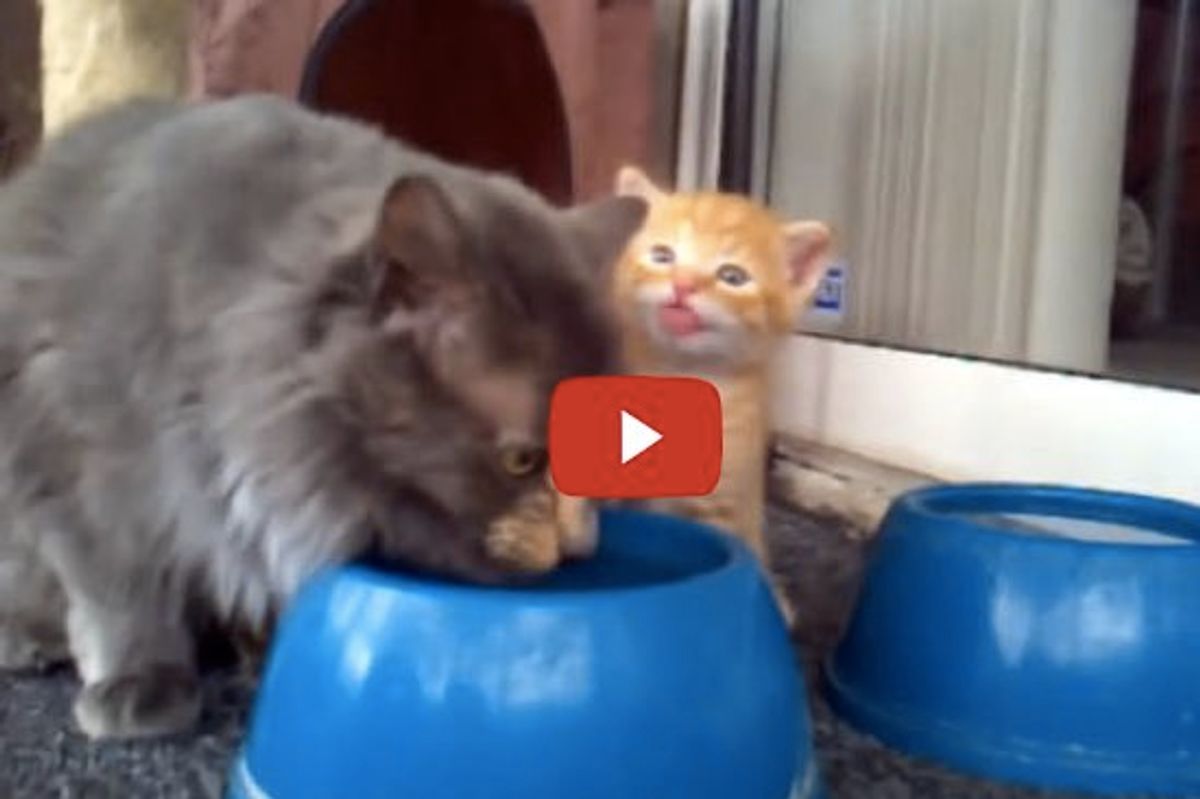 Momma Cat Teaches Baby Cat How To Drink