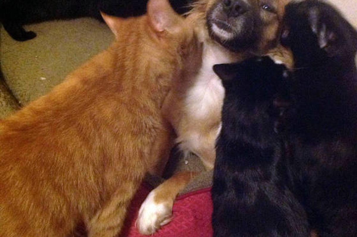 "It seems my dog smelled very interesting after coming in from outside"