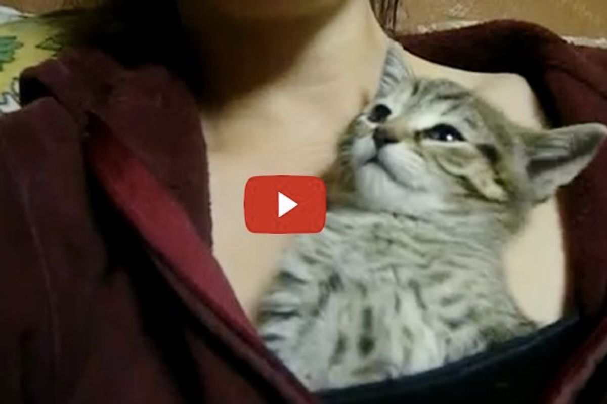 Sleepy Kitten Napping in His Mom's Shirt