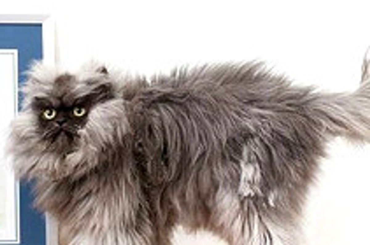 Colonel Meow - Longest Fur On A Cat! Guinness World Records