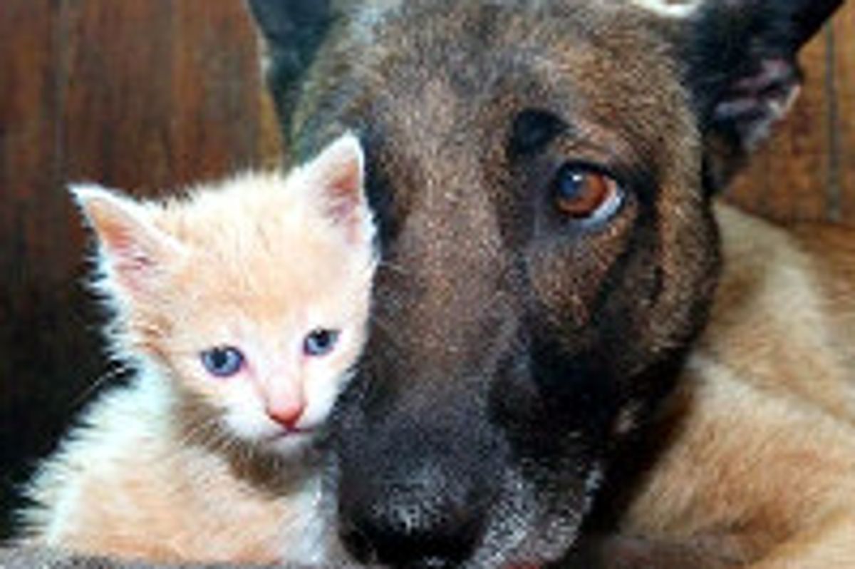 Farm Dog Adopts Baby Kitten