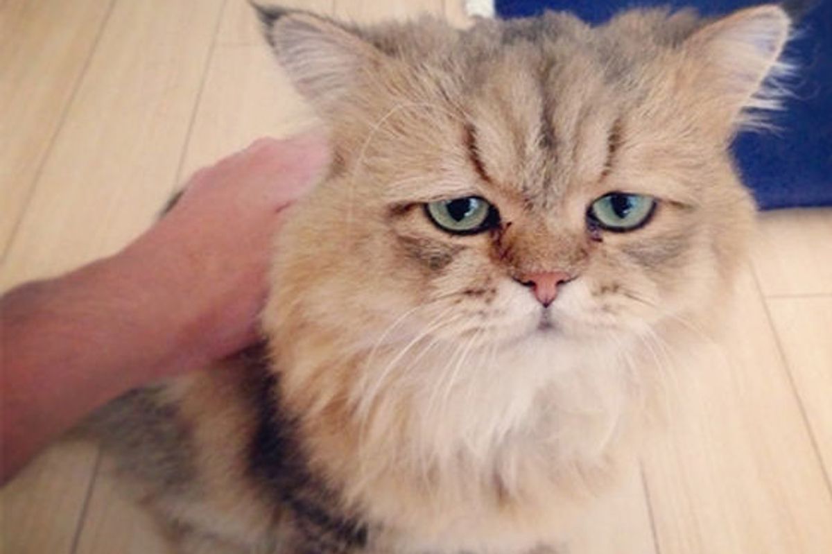 The Cat Who Looks Like He’s Permanently Disappointed In You