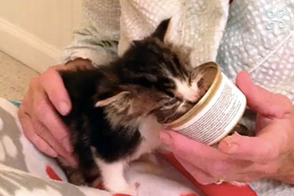 Gwinner The Miracle Kitty Found On Highway