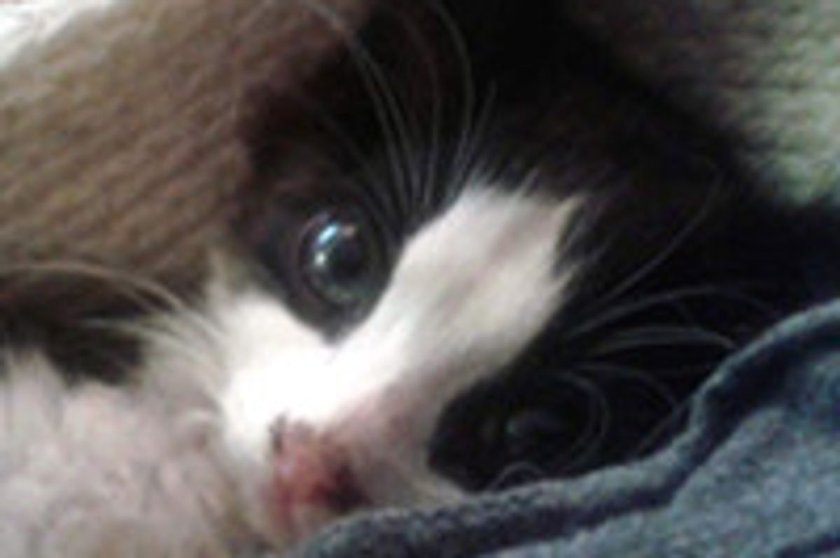 Orphan Feral Kitten Saved By A Couple