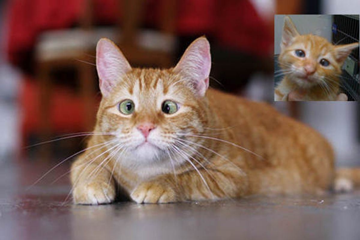 Jarvis P. Weasley The Rescue Cross-eyed Cat