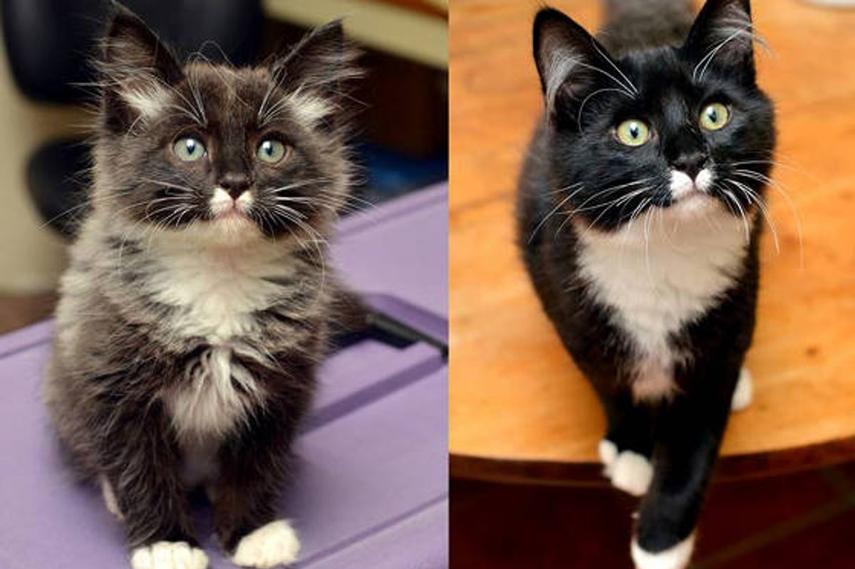 Ashton The Kitten Found Under Car: Then & Now