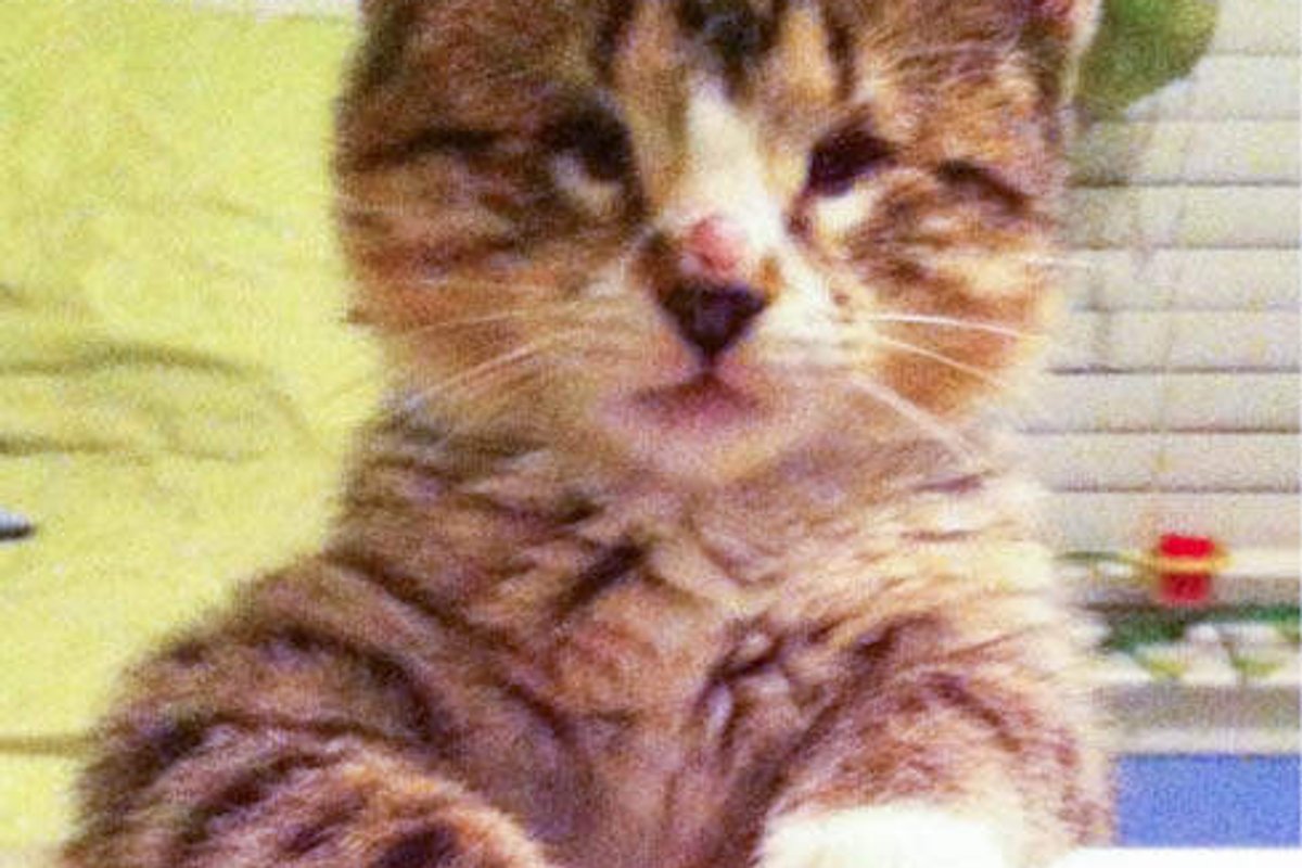 Braille The Cat Born Without Eyes