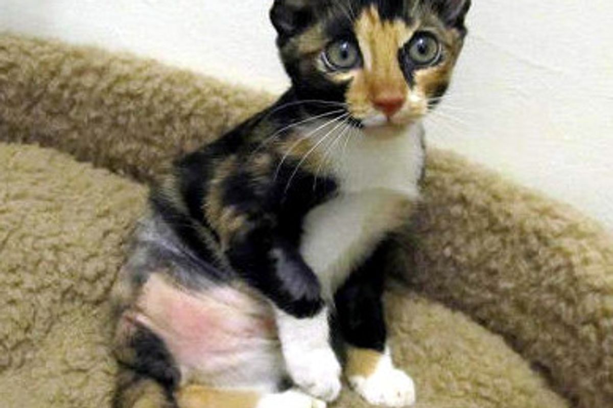 Noisy The 3-legged Cat